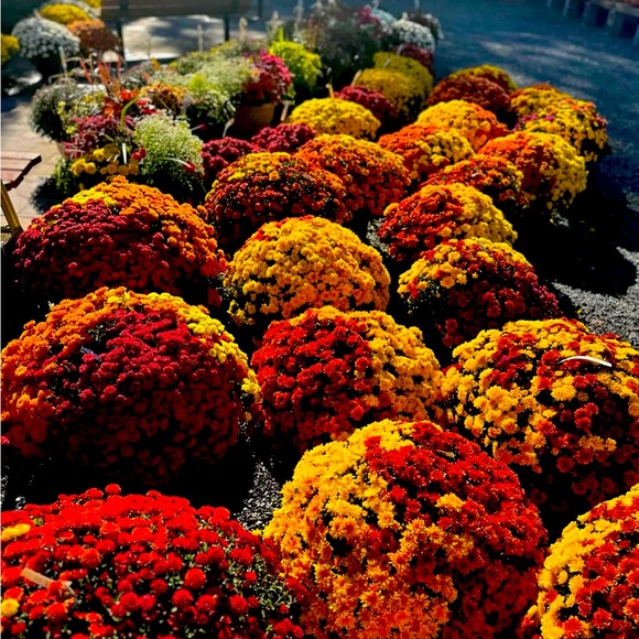 Meet your Posher, Danielle - Picture 1 of 1